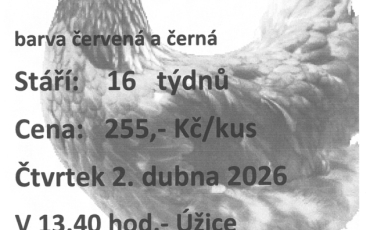 Prodej nosných kuřic - Lučice