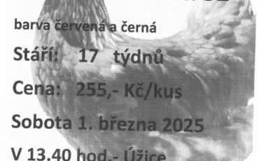 Prodej nosných kuřic z Lučice