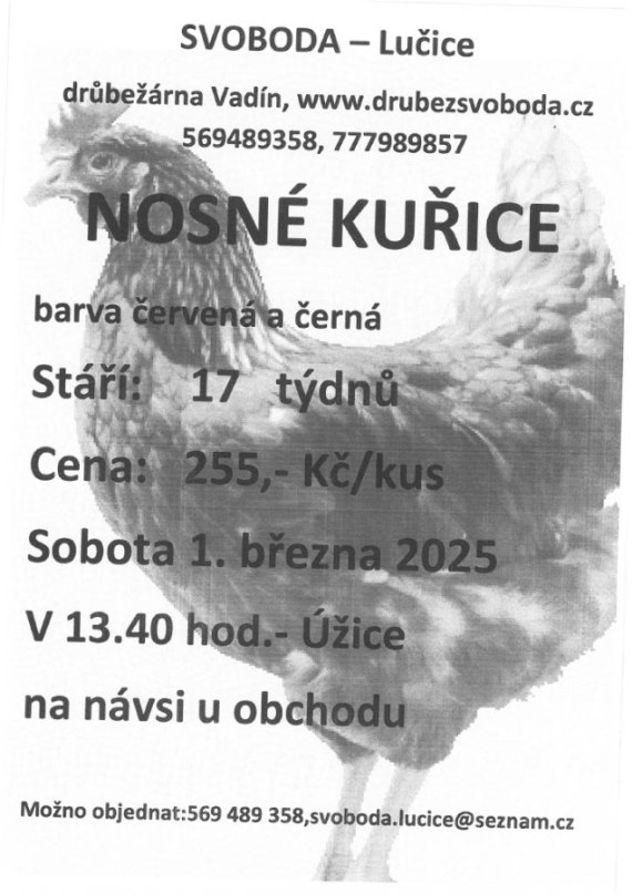 Prodej nosných kuřic z Lučice
