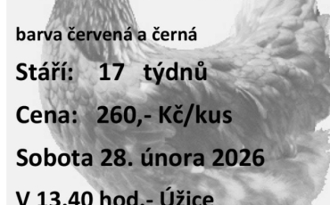 PRODEJ KUŘIC