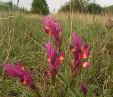 Chráněnná krajinná oblast-KOPEČ