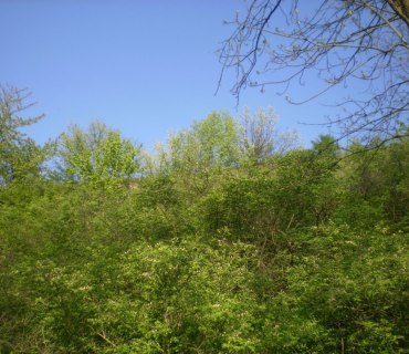 Chráněnná krajinná oblast-KOPEČ